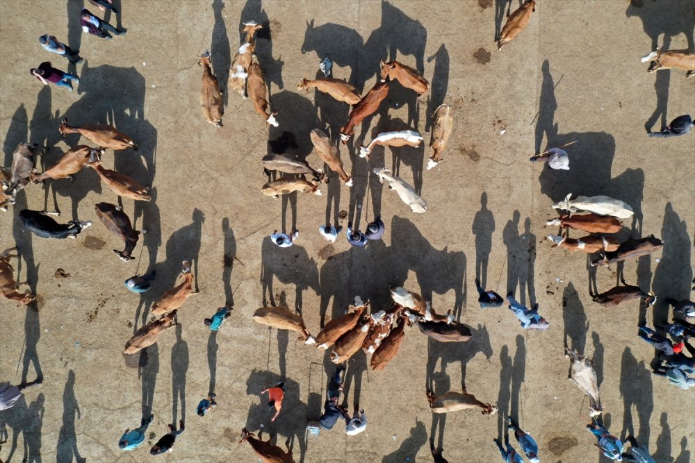 Doğu Anadolu'dan büyükşehirlere kurbanlık sevkiyatı başladı