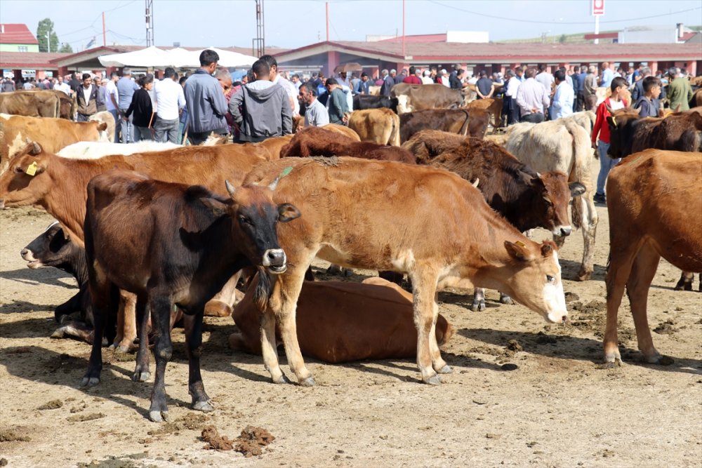 Doğu Anadolu'dan büyükşehirlere kurbanlık sevkiyatı başladı
