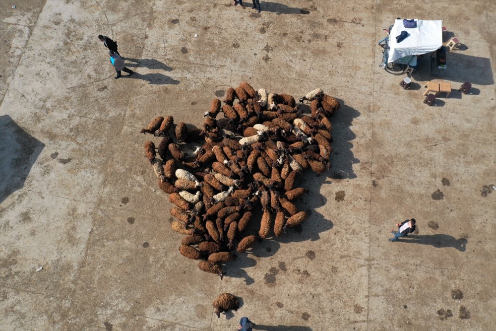 Doğu Anadolu'dan büyükşehirlere kurbanlık sevkiyatı başladı