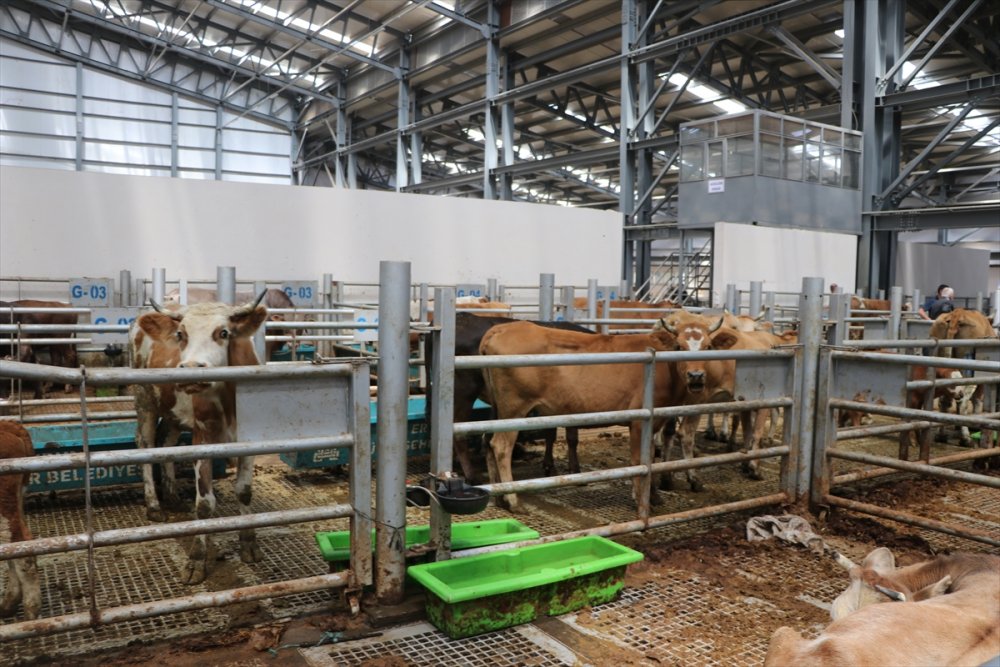 Doğu Anadolu'dan büyükşehirlere kurbanlık sevkiyatı başladı