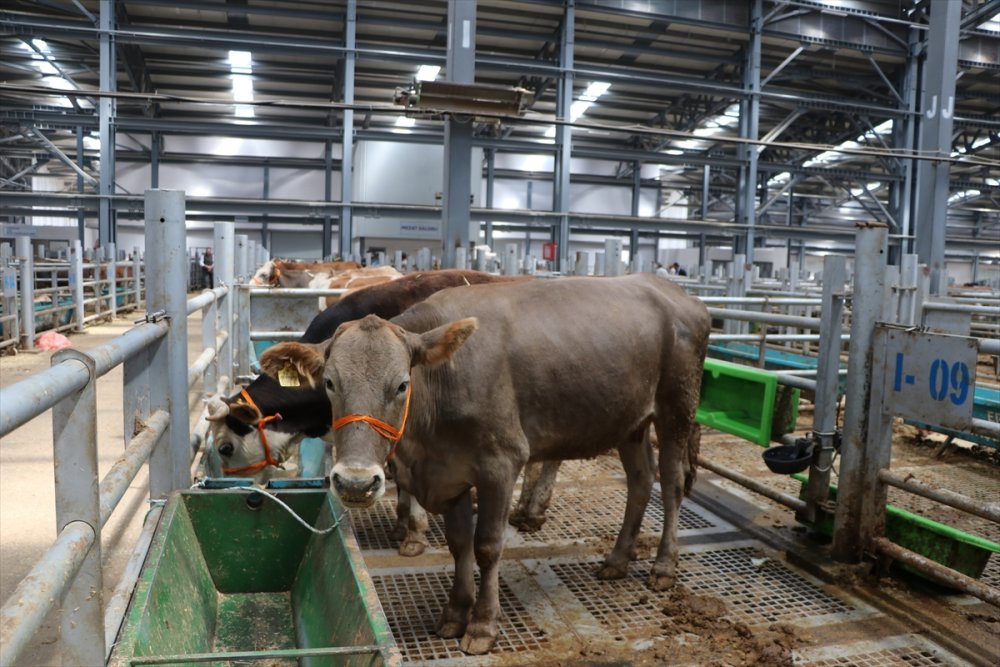 Doğu Anadolu'dan büyükşehirlere kurbanlık sevkiyatı başladı