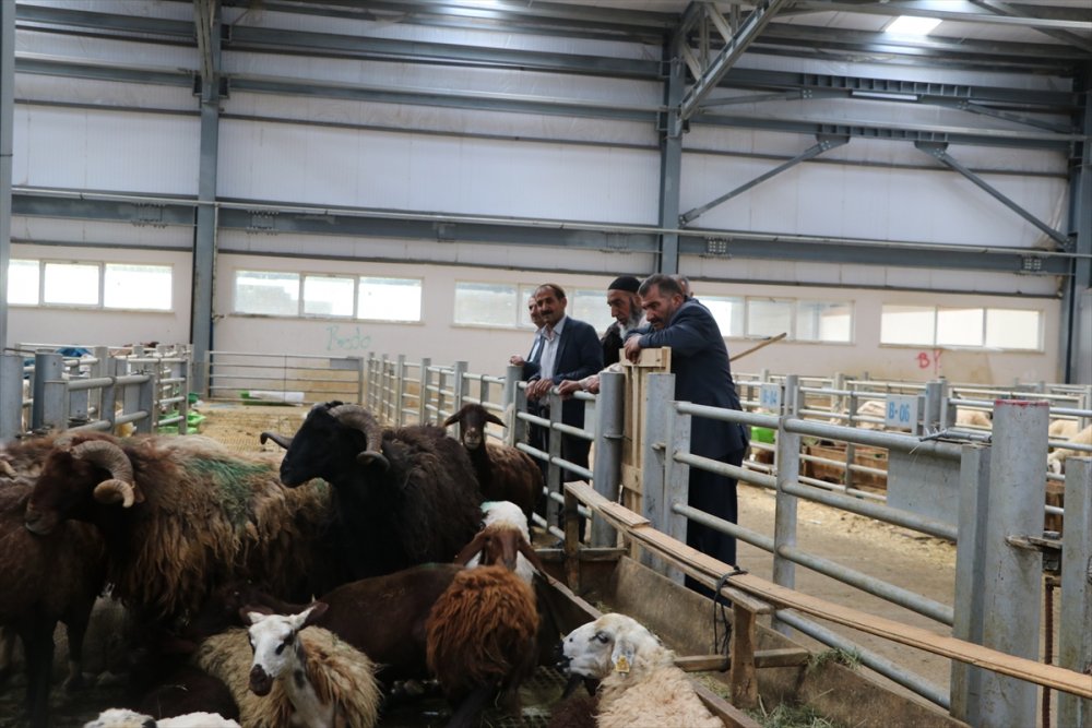 Doğu Anadolu'dan büyükşehirlere kurbanlık sevkiyatı başladı