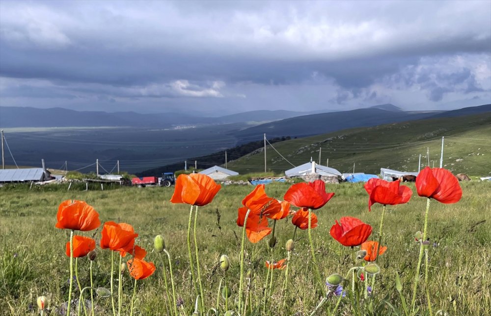Ardahan'da yaylalar, çiçeklerle renklendi