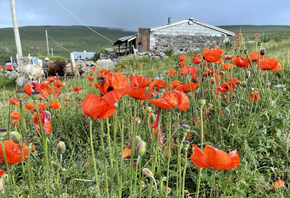 Ardahan'da yaylalar, çiçeklerle renklendi