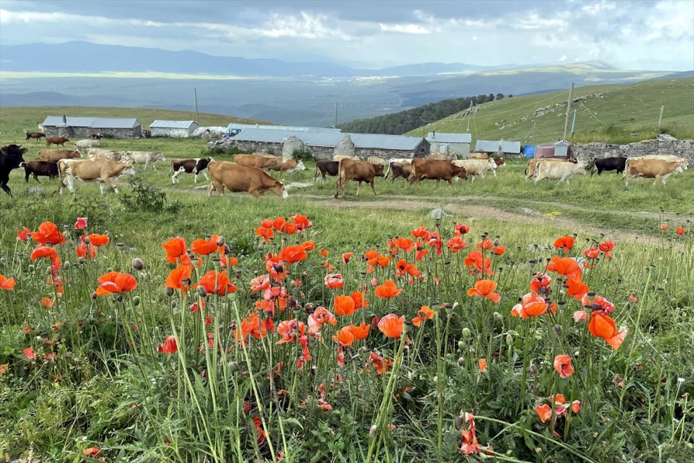 Ardahan'da yaylalar, çiçeklerle renklendi