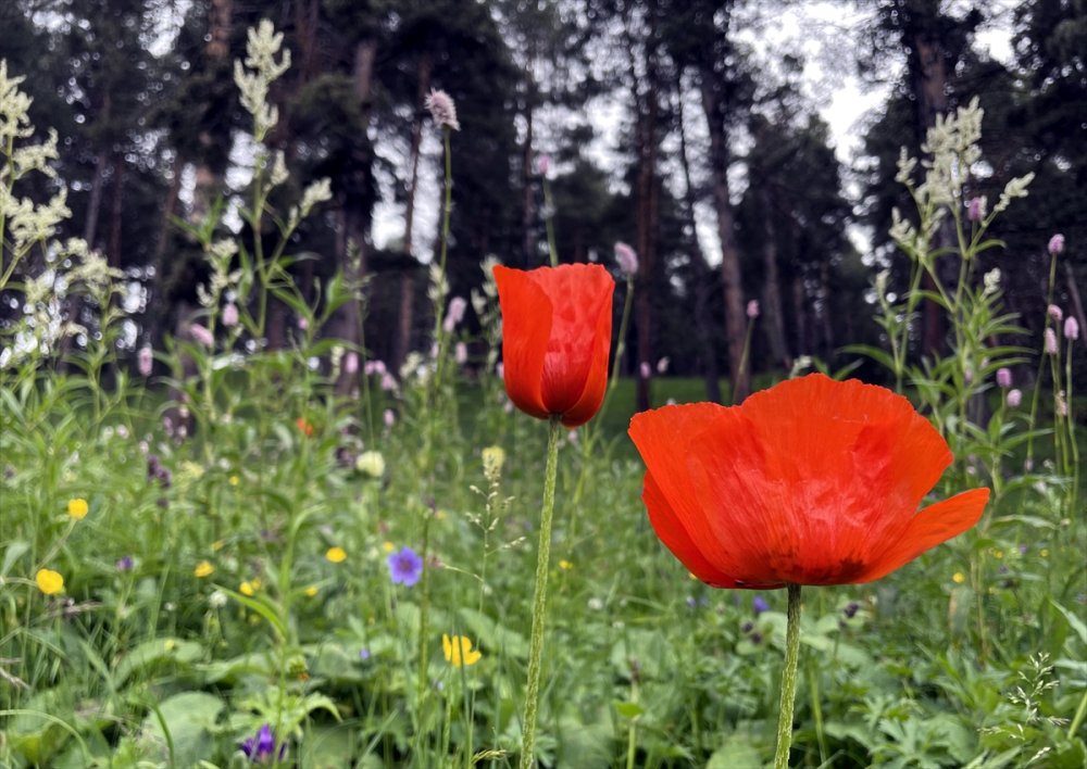 Ardahan'da yaylalar, çiçeklerle renklendi