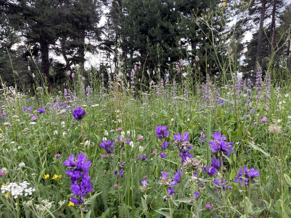 Ardahan'da yaylalar, çiçeklerle renklendi