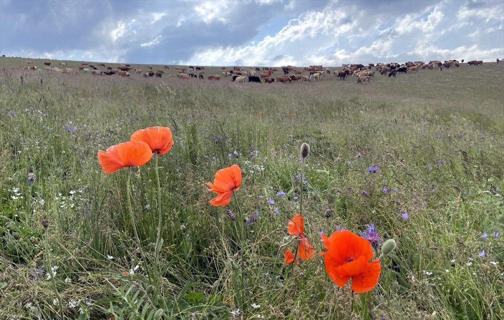 Ardahan'da yaylalar, çiçeklerle renklendi