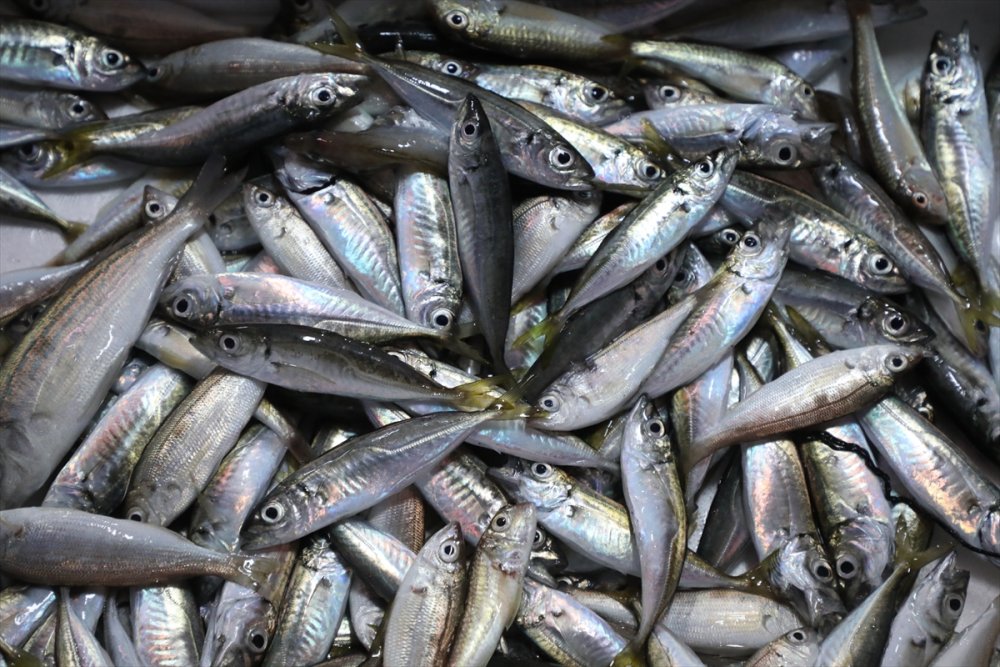 Yasak Bitti Karadenizli balıkçılar "Vira Bismillah" dedi