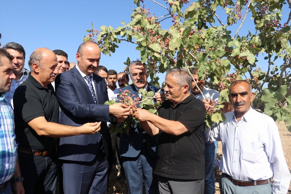 Batman'da fıstık hasadı başladı