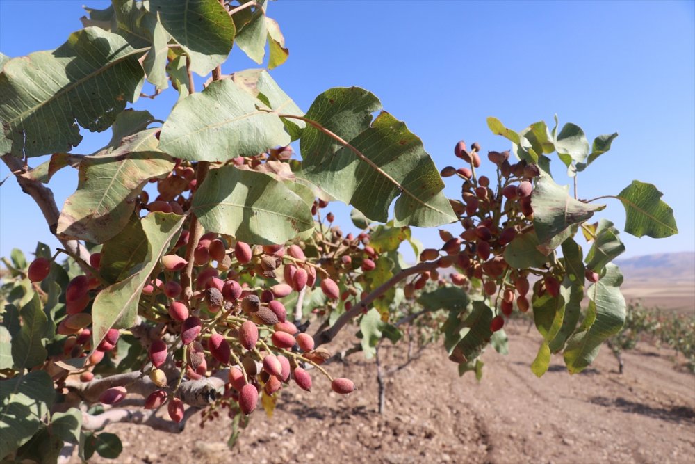 Batman'da fıstık hasadı başladı