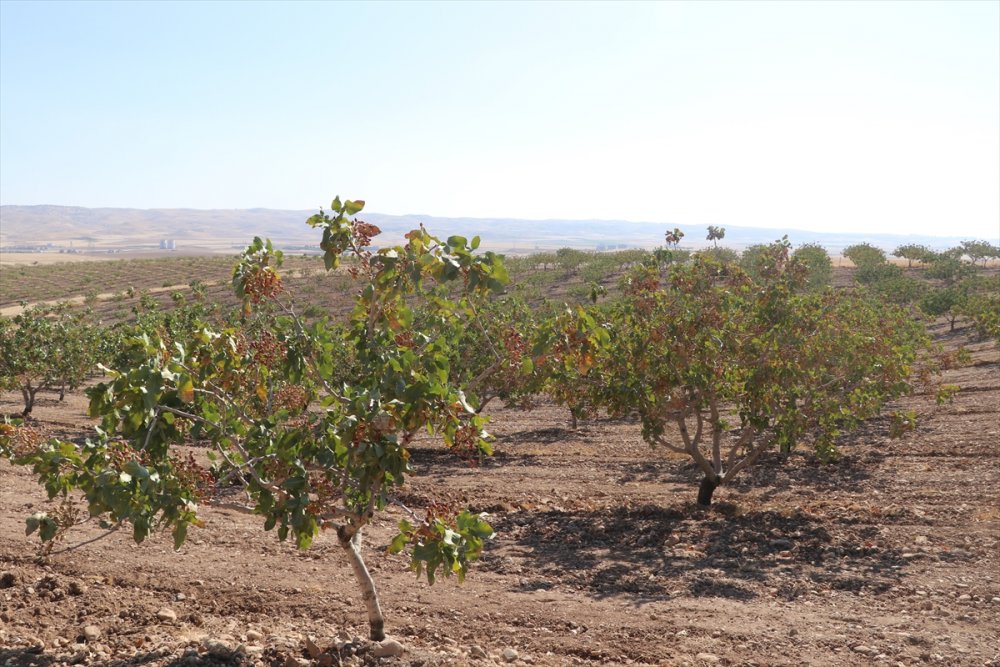 Batman'da fıstık hasadı başladı