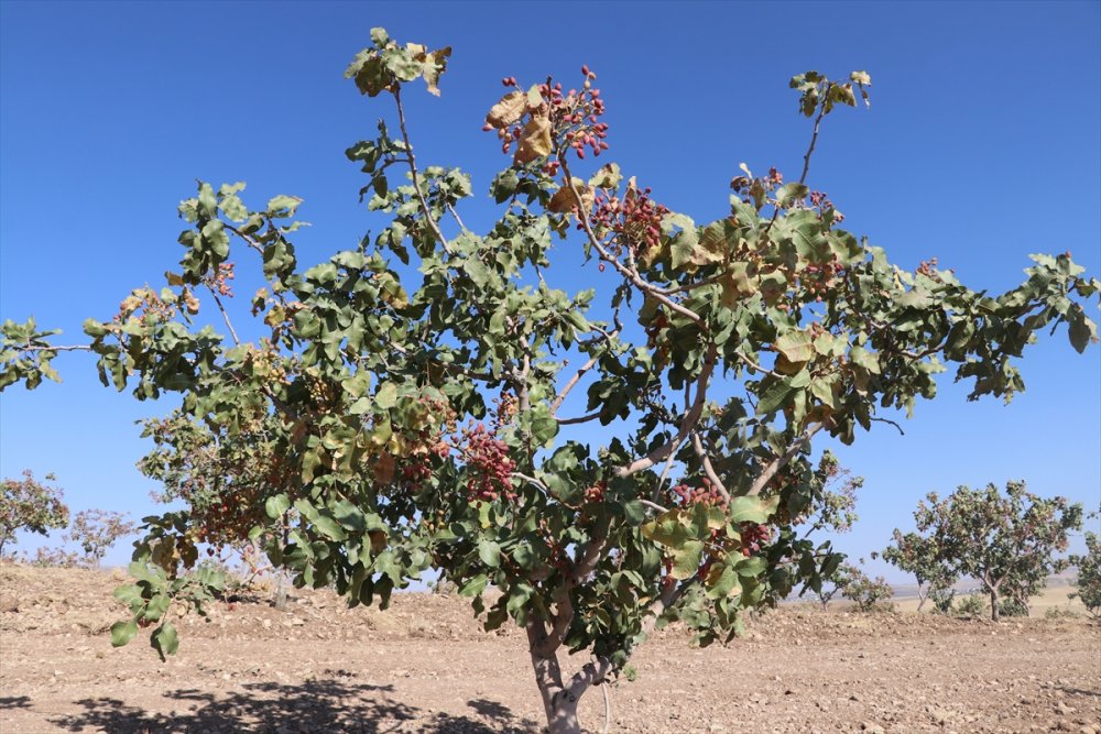 Batman'da fıstık hasadı başladı