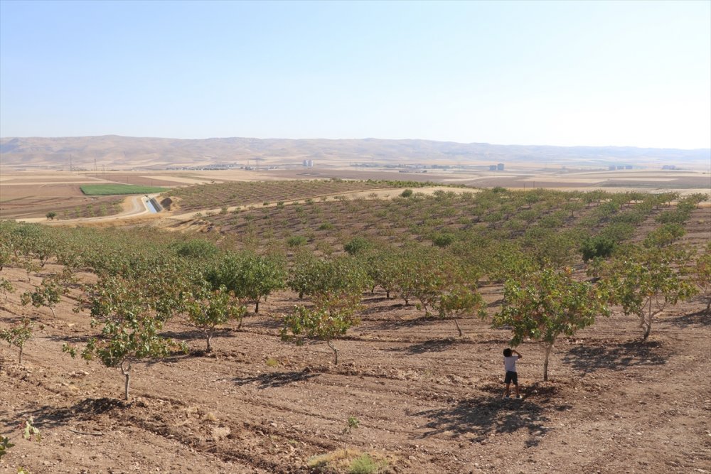 Batman'da fıstık hasadı başladı