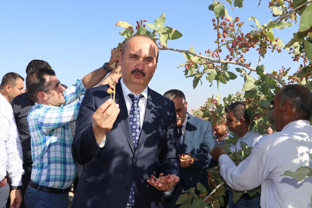 Batman'da fıstık hasadı başladı