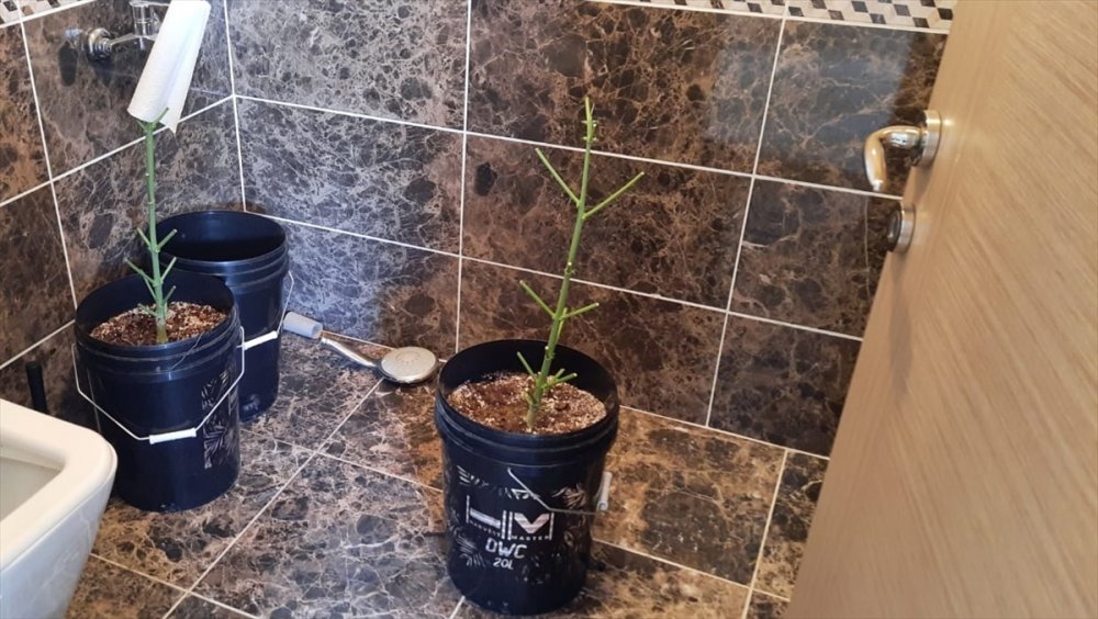 Kırklareli'nde evin terasında kurdukları serada kenevir yetiştiren 2 şüpheli yakalandı