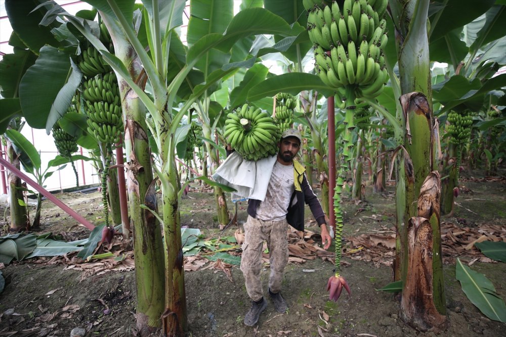 Hatay'da 18 Dönümde muz hasadı yapıldı