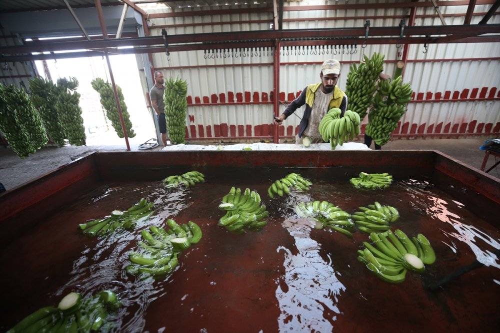 Hatay'da 18 Dönümde muz hasadı yapıldı