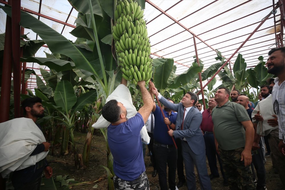 Hatay'da 18 Dönümde muz hasadı yapıldı