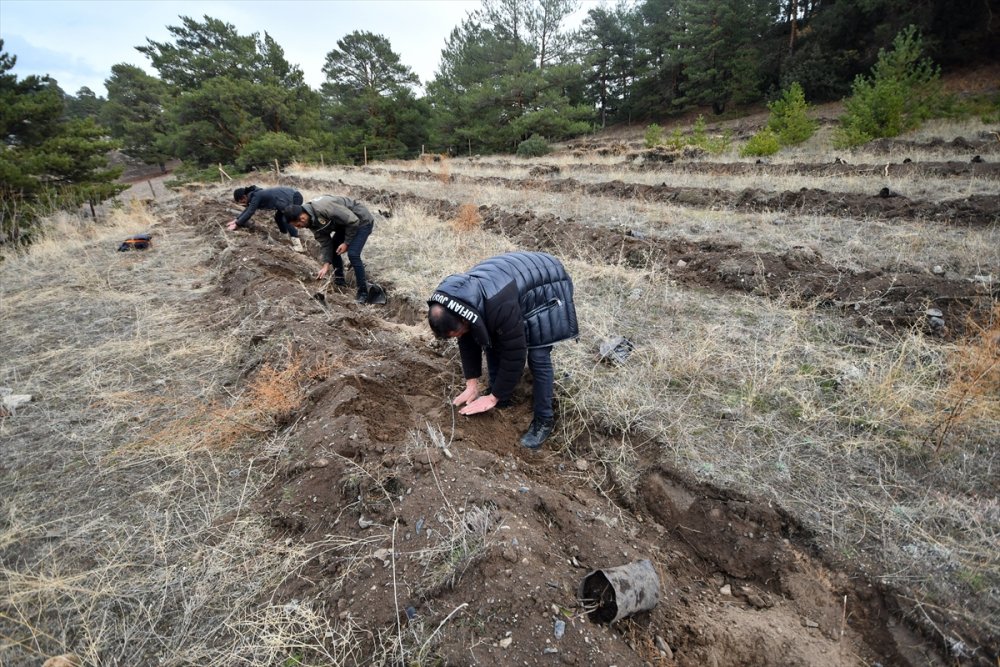 Kars'ta 20 hektarlık alanda oluşturulan "bal ormanı" arıcıların yüzünü güldürecek