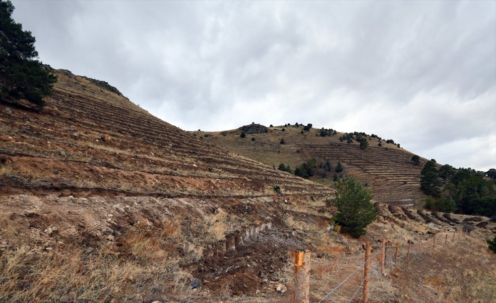 Kars'ta 20 hektarlık alanda oluşturulan "bal ormanı" arıcıların yüzünü güldürecek