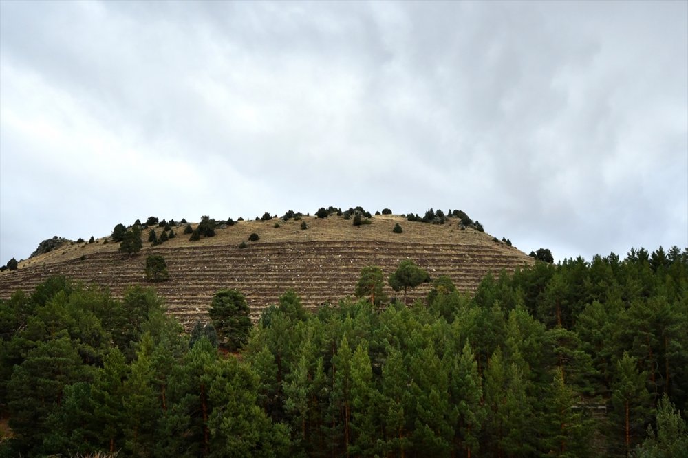 Kars'ta 20 hektarlık alanda oluşturulan "bal ormanı" arıcıların yüzünü güldürecek