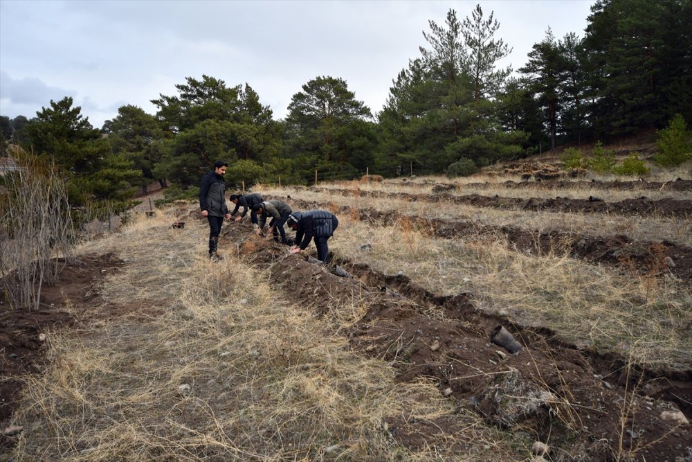 Kars'ta 20 hektarlık alanda oluşturulan "bal ormanı" arıcıların yüzünü güldürecek