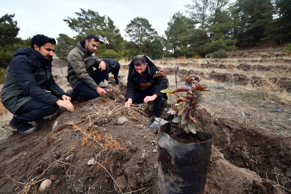 Kars'ta 20 hektarlık alanda oluşturulan "bal ormanı" arıcıların yüzünü güldürecek