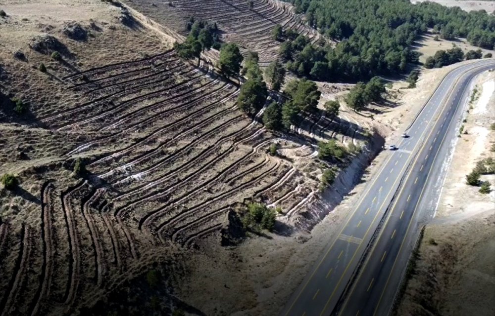 Kars'ta 20 hektarlık alanda oluşturulan "bal ormanı" arıcıların yüzünü güldürecek