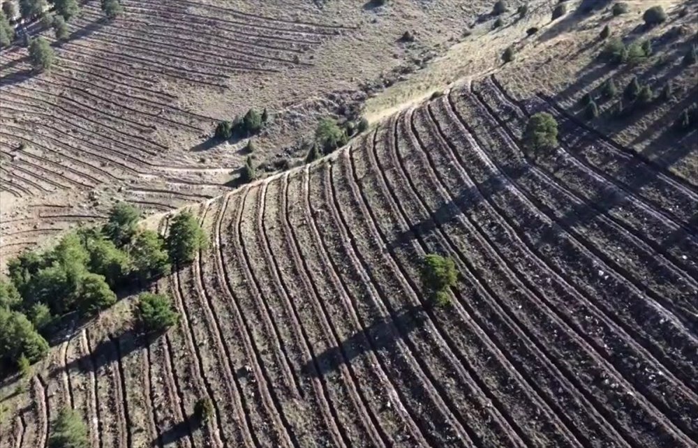 Kars'ta 20 hektarlık alanda oluşturulan "bal ormanı" arıcıların yüzünü güldürecek