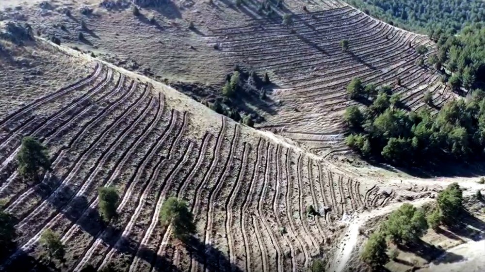 Kars'ta 20 hektarlık alanda oluşturulan "bal ormanı" arıcıların yüzünü güldürecek