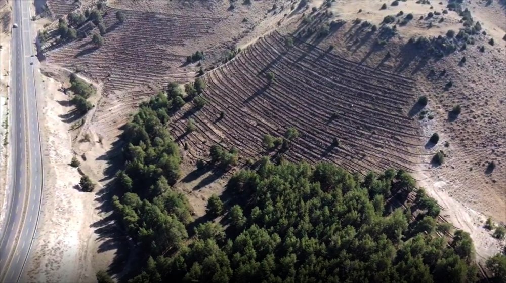 Kars'ta 20 hektarlık alanda oluşturulan "bal ormanı" arıcıların yüzünü güldürecek