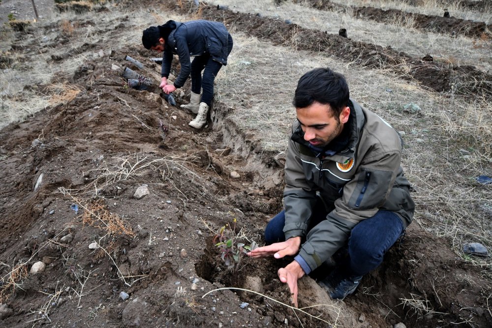 Kars'ta 20 hektarlık alanda oluşturulan "bal ormanı" arıcıların yüzünü güldürecek