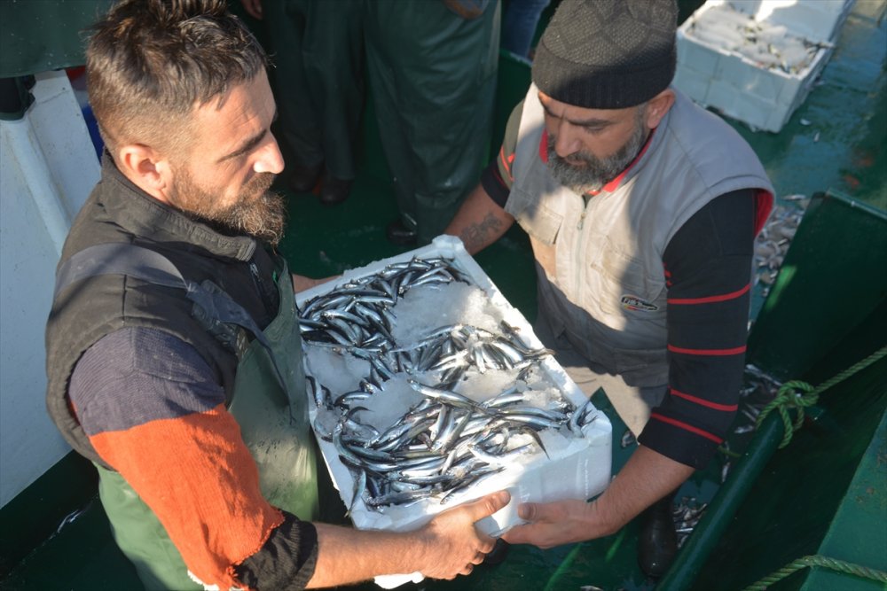 Batı Karadeniz'de hamsi bolluğu fiyatları düşürdü