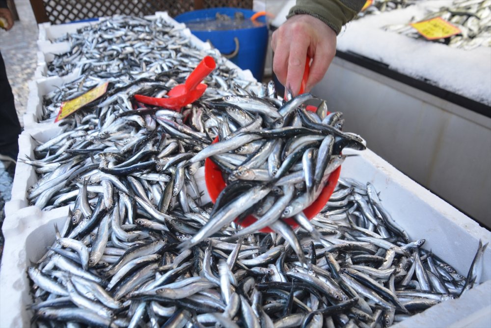 Batı Karadeniz'de hamsi bolluğu fiyatları düşürdü