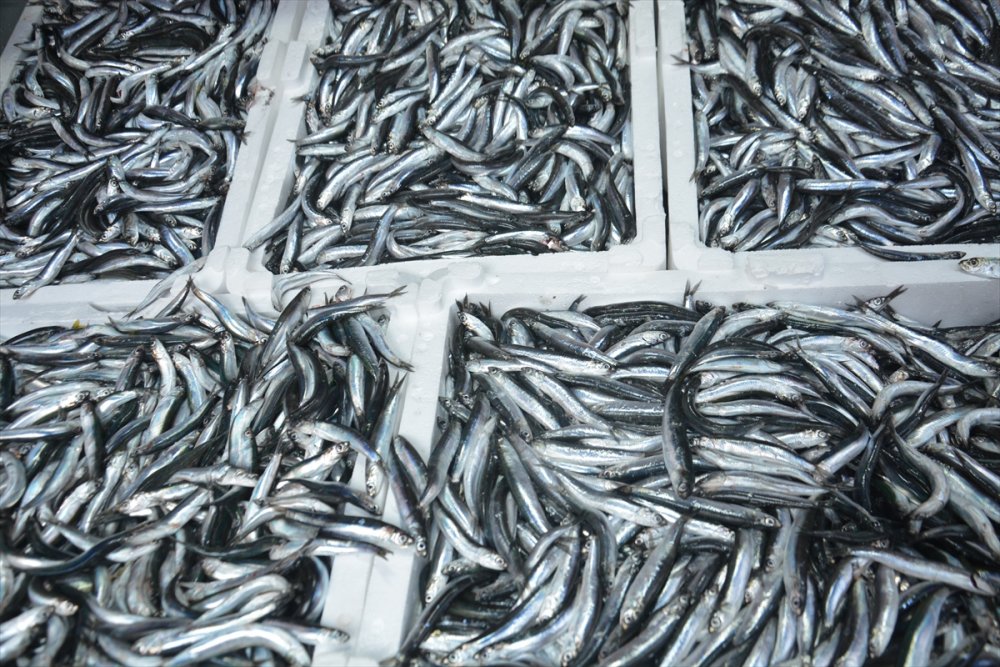 Batı Karadeniz'de hamsi bolluğu fiyatları düşürdü