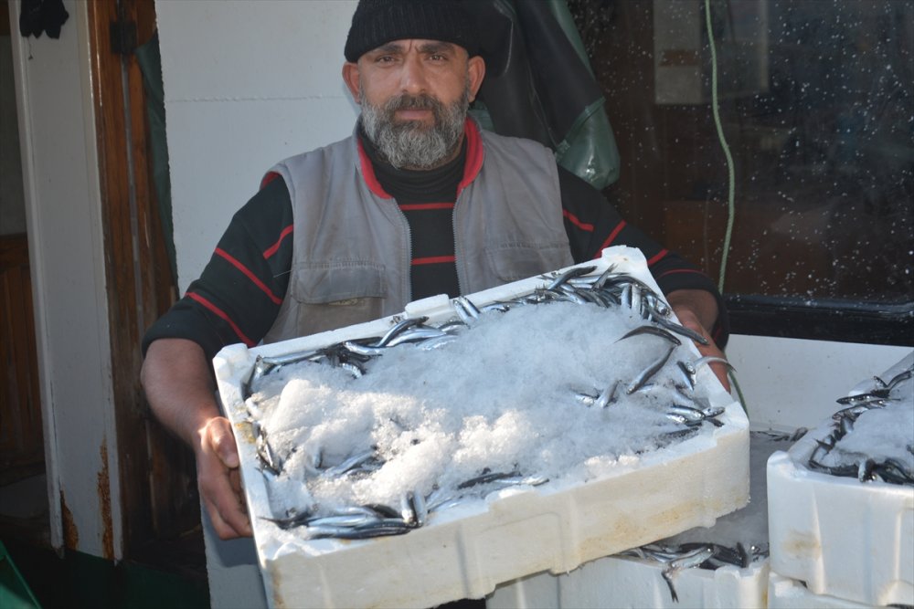 Batı Karadeniz'de hamsi bolluğu fiyatları düşürdü