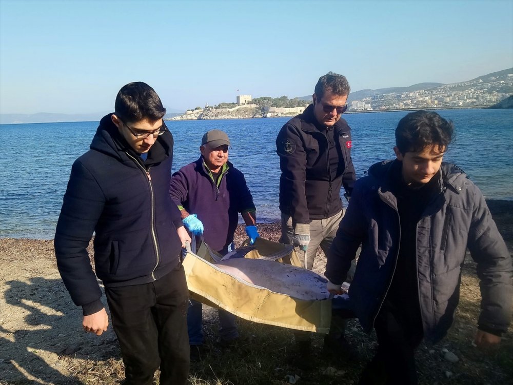 Kuşadası'nda ölü yunus sahile vurdu