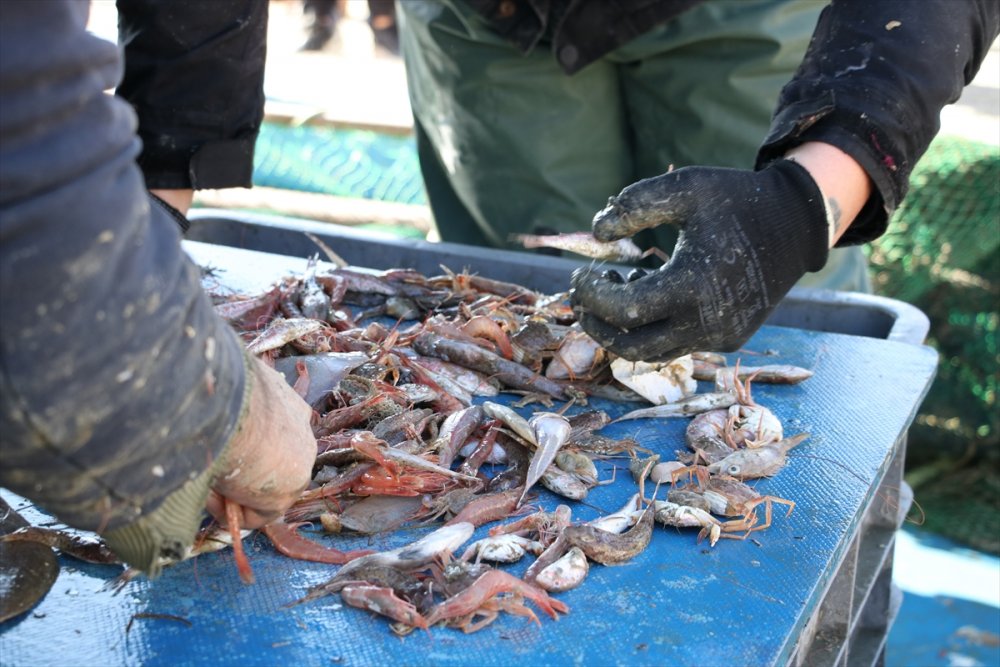 Tekirdağ'da küçük tekne balıkçıları kıyıya karidesle döndü