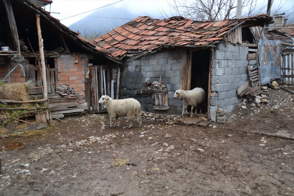 Çorum'da sahipsiz köpekler 6 koyunu telef etti
