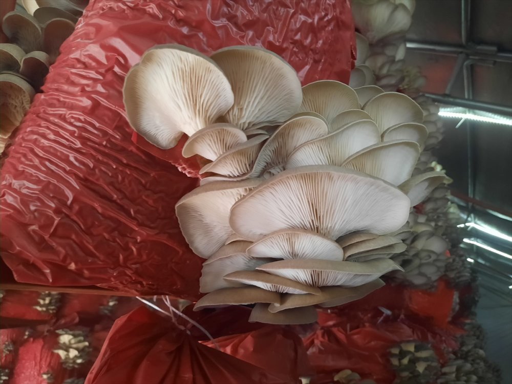 Çocukluk arkadaşı 3 mühendisin mantar mesaisi