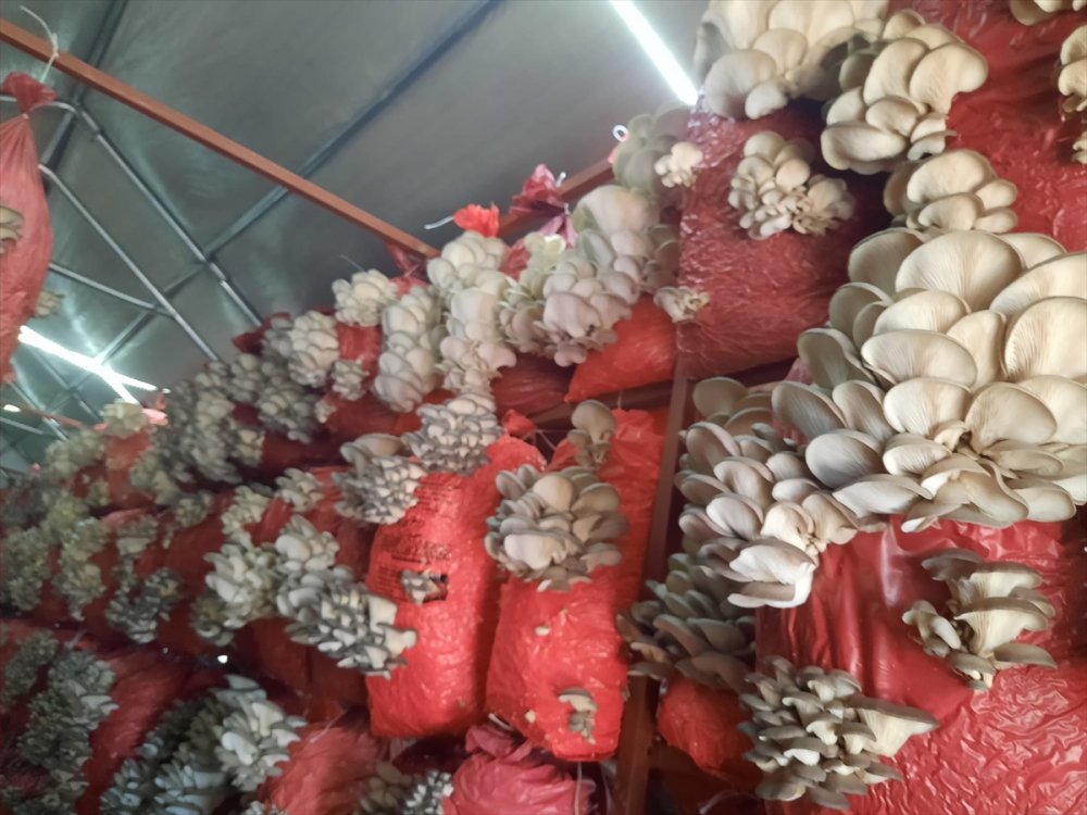 Çocukluk arkadaşı 3 mühendisin mantar mesaisi