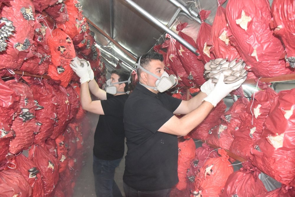 Çocukluk arkadaşı 3 mühendisin mantar mesaisi