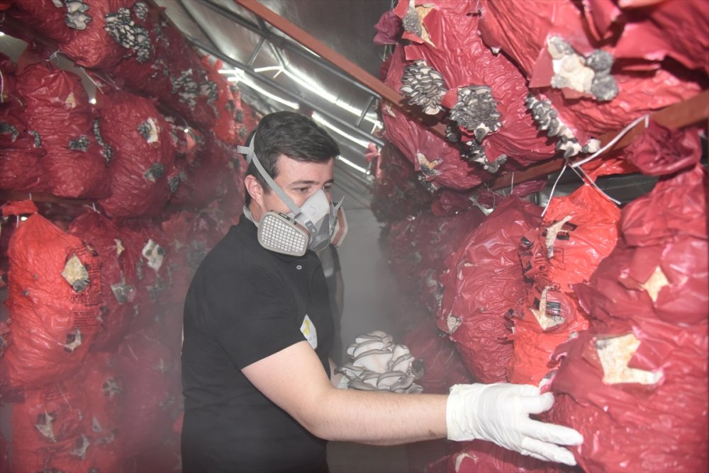 Çocukluk arkadaşı 3 mühendisin mantar mesaisi