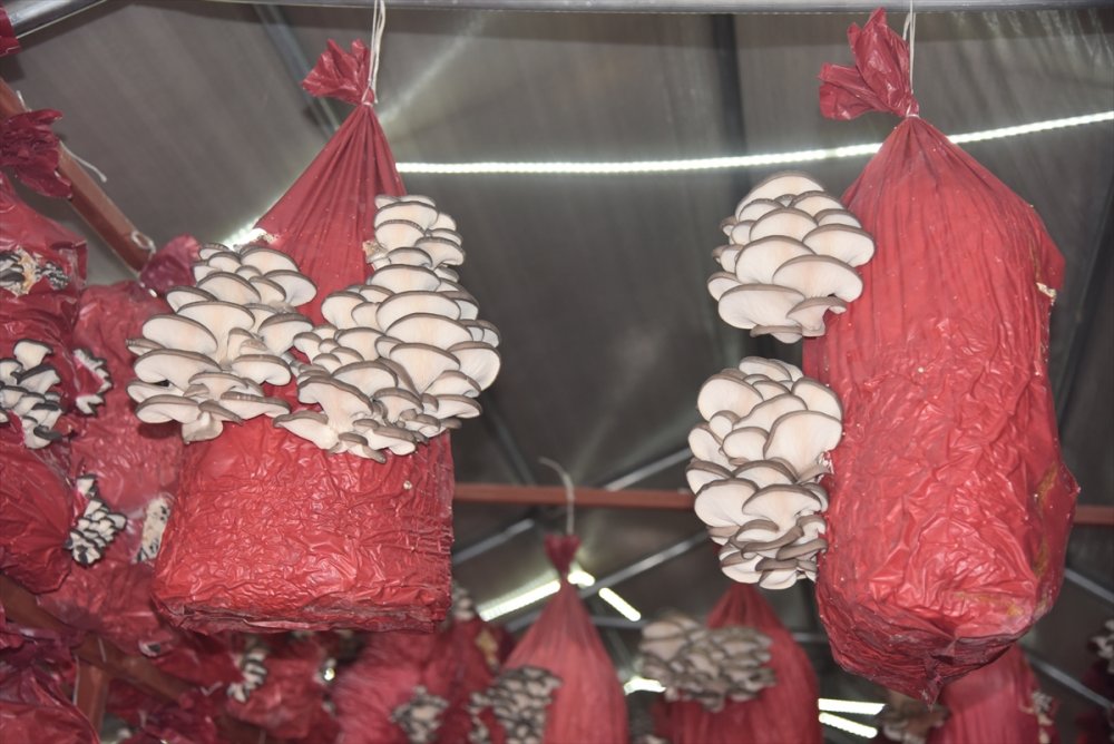 Çocukluk arkadaşı 3 mühendisin mantar mesaisi