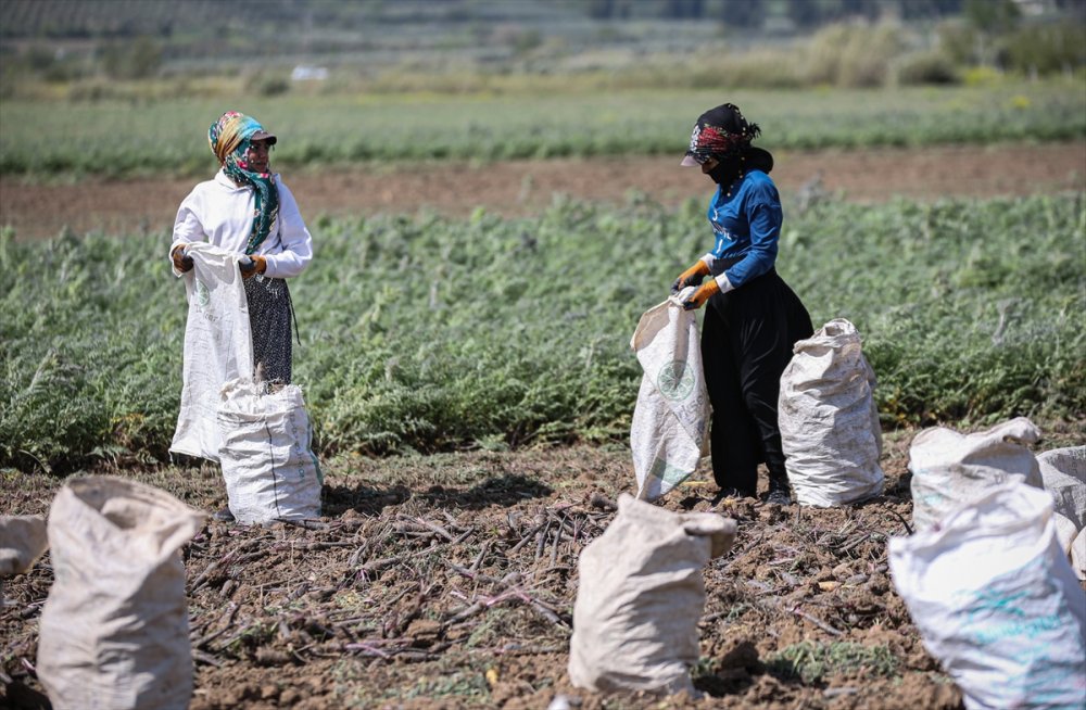 Depremin vurduğu Hatay'ın tescilli siyah havucunda rekolte artışı bekleniyor