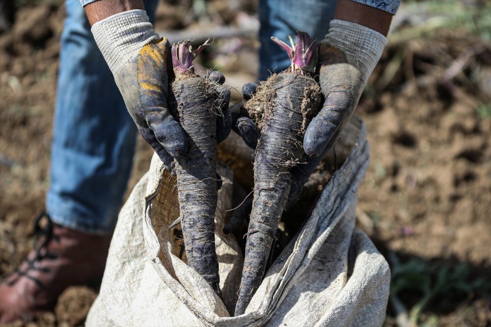 Depremin vurduğu Hatay'ın tescilli siyah havucunda rekolte artışı bekleniyor