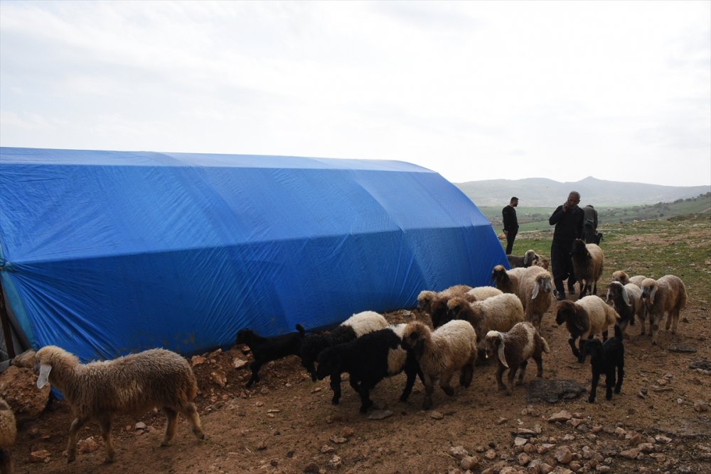 Adıyaman'da besiciler desteklerle ayağa kalkıyor