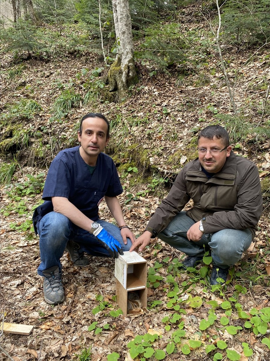 Bolu'da yolcu otobüsünde ele geçirilen 8 sincap doğaya salındı