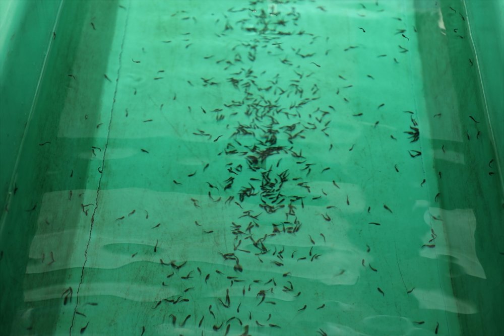 Rize'de, nesli tükenme tehlikesi altındaki Mersin balığının sağımı yapıldı